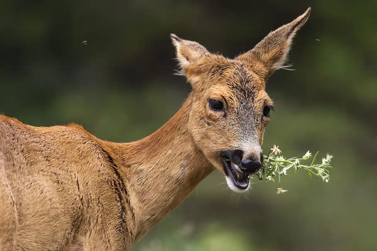 dieta secreta de los corzos