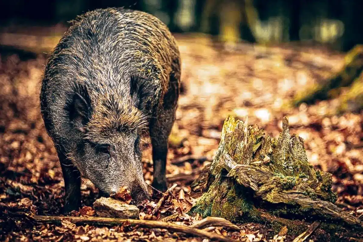 dieta secreta jabalíes