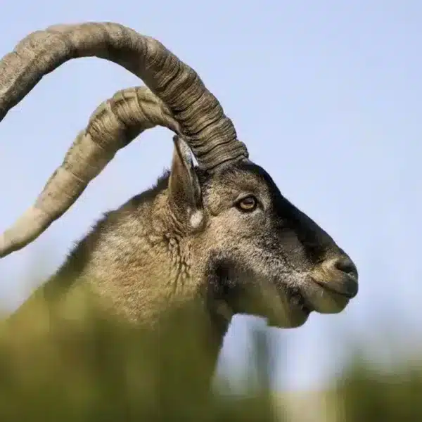 dinero genera caza Gredos