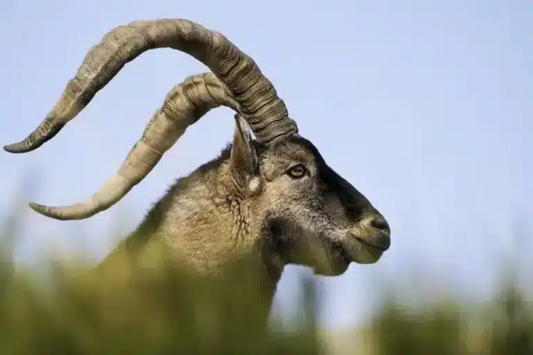 dinero genera caza Gredos