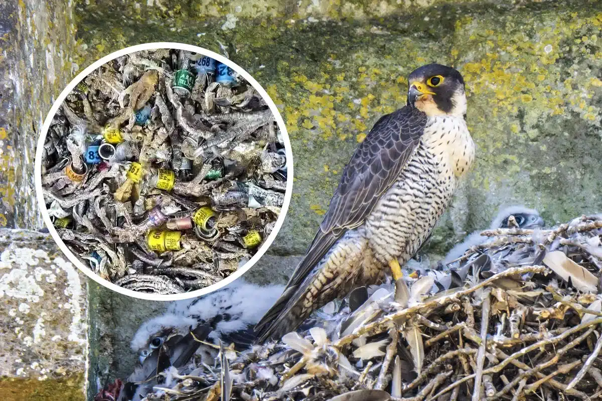 encuentran decenas anillas nido halcón peregrino
