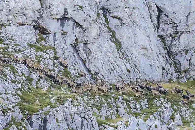 estampida rebaño cabras Riaño