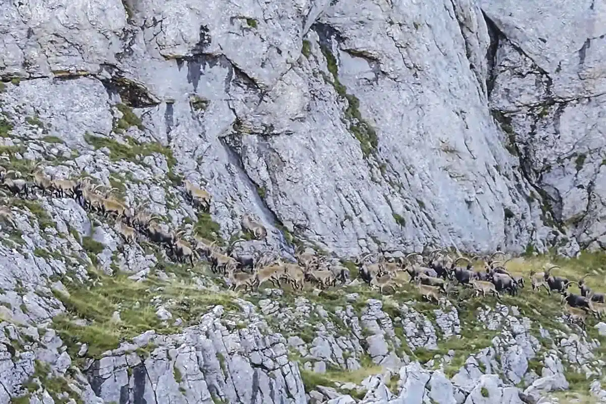 estampida rebaño cabras Riaño