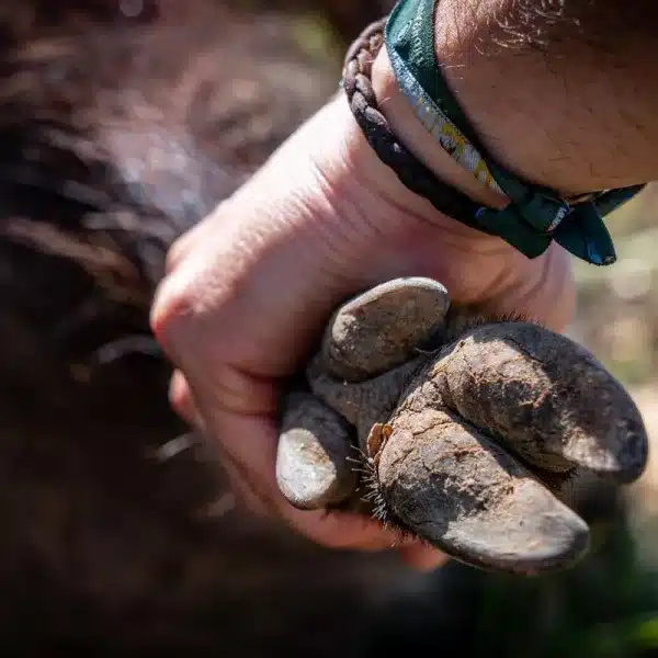 Cazador con jabalí.