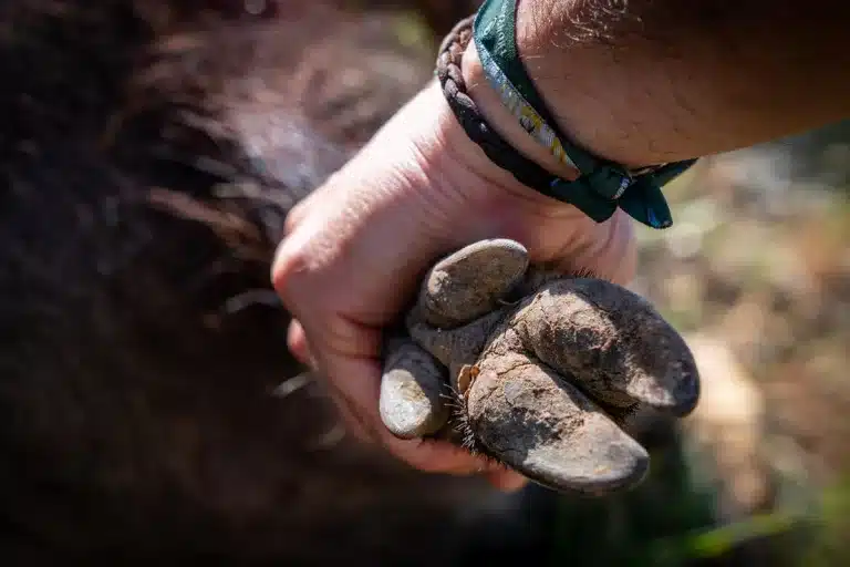 Cazador con jabalí.
