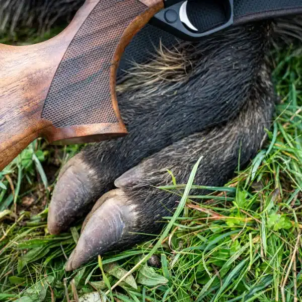 Un jabalí abatido con un rifle.