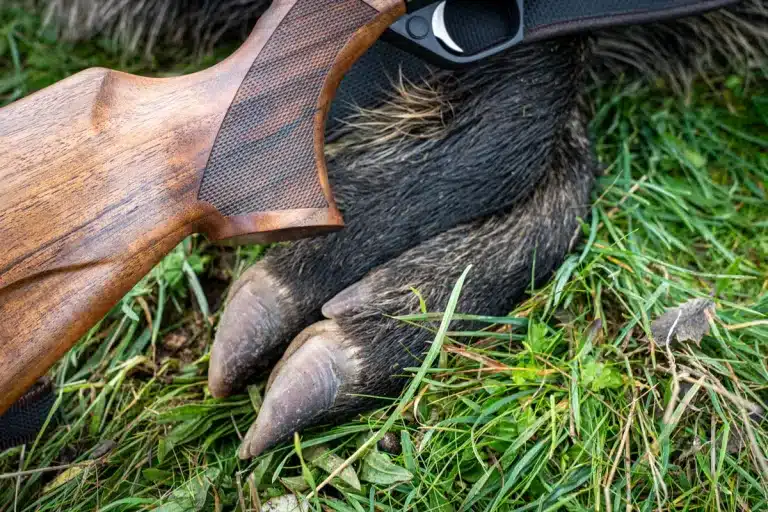 Un jabalí abatido con un rifle.