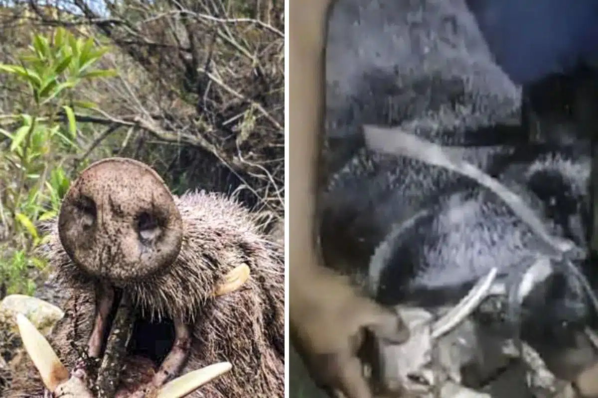 jabalíes Nochevieja