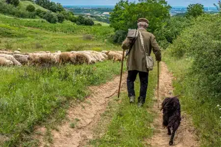 Ley animalista millón euros Valencia