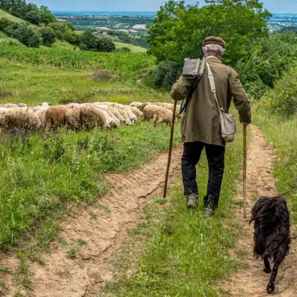 Ley animalista millón euros Valencia