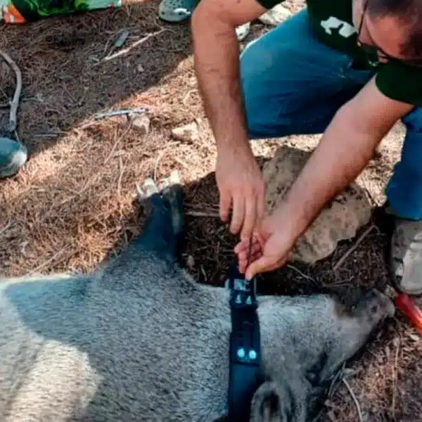 Murcia collares GPS jabalíes