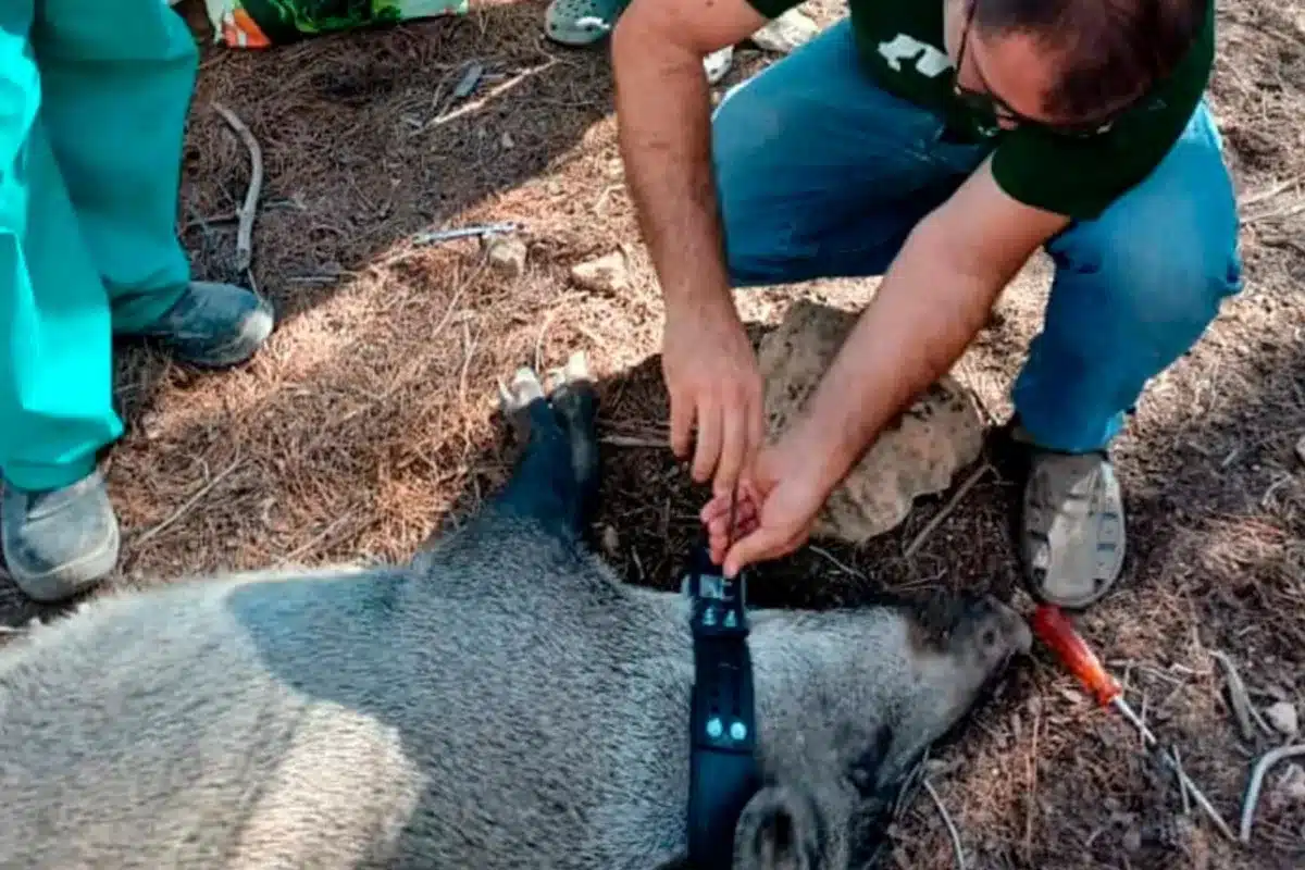 Murcia collares GPS jabalíes