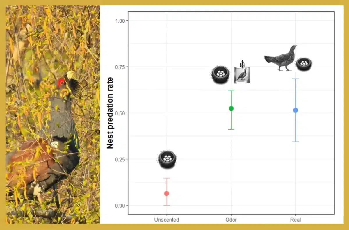 Tasa de depredación observada en nidos artificiales de urogallo sin olor, en nidos artificiales de urogallo con olor corporal derivado de las secreciones de su glándula uropigial y en nidos reales de urogallo.