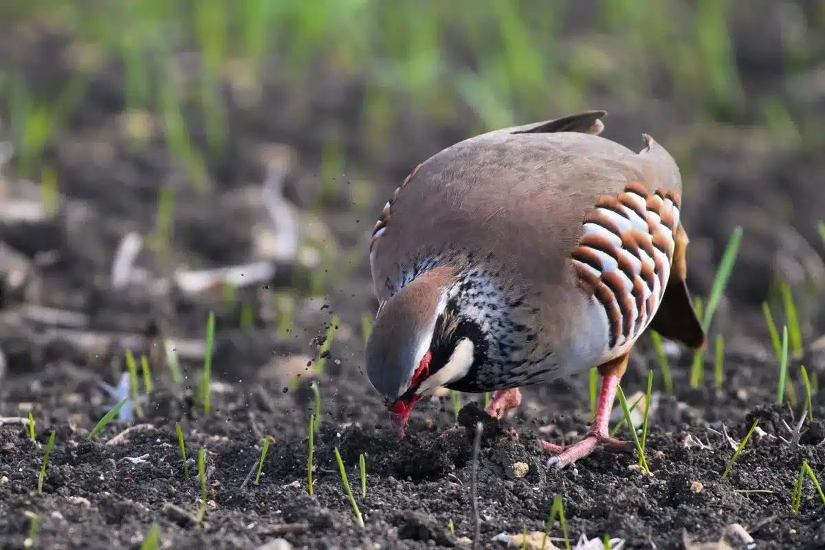 perdiz roja estudio semillas