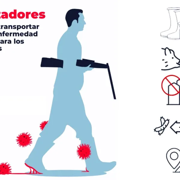 Así deben actuar los cazadores y equipos de campo ante la peste porcina africana detectada en jabalíes de Barcelona