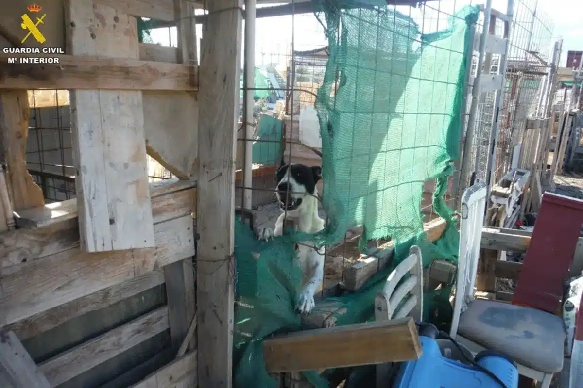 protectora Gran Canaria