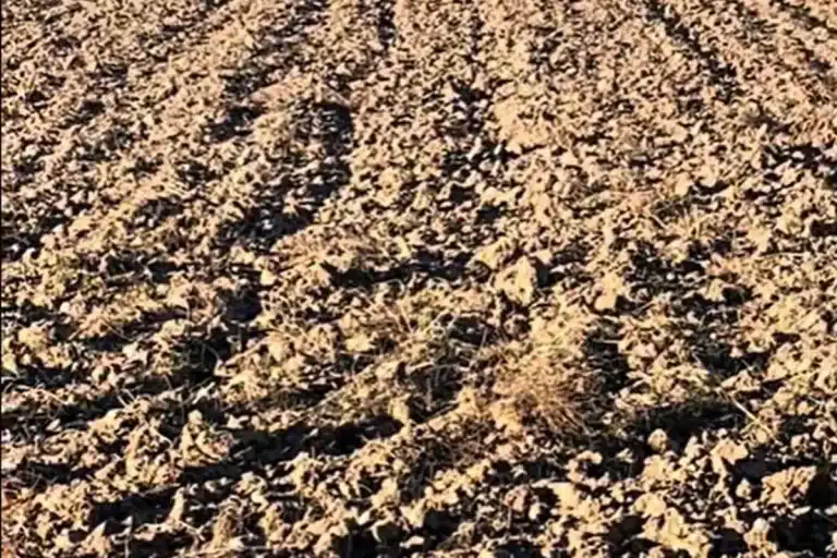 reto liebre encamada