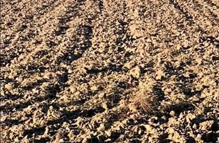 reto liebre encamada