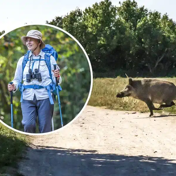 Senderista herido ataque jabalí
