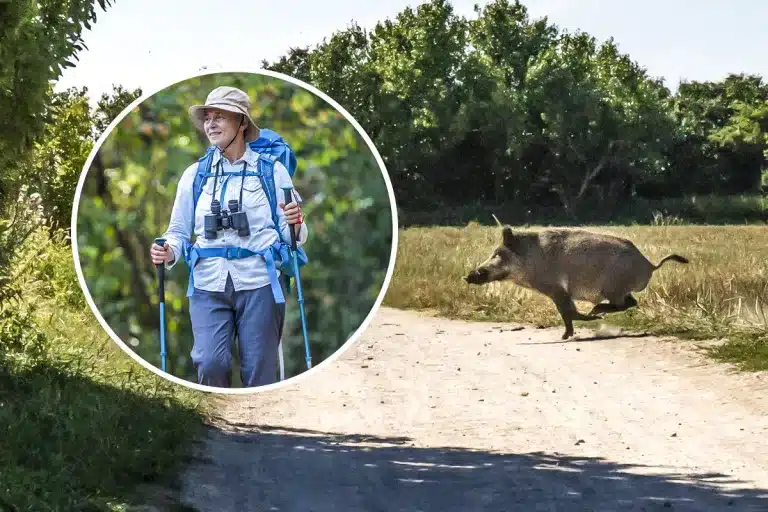 Senderista herido ataque jabalí