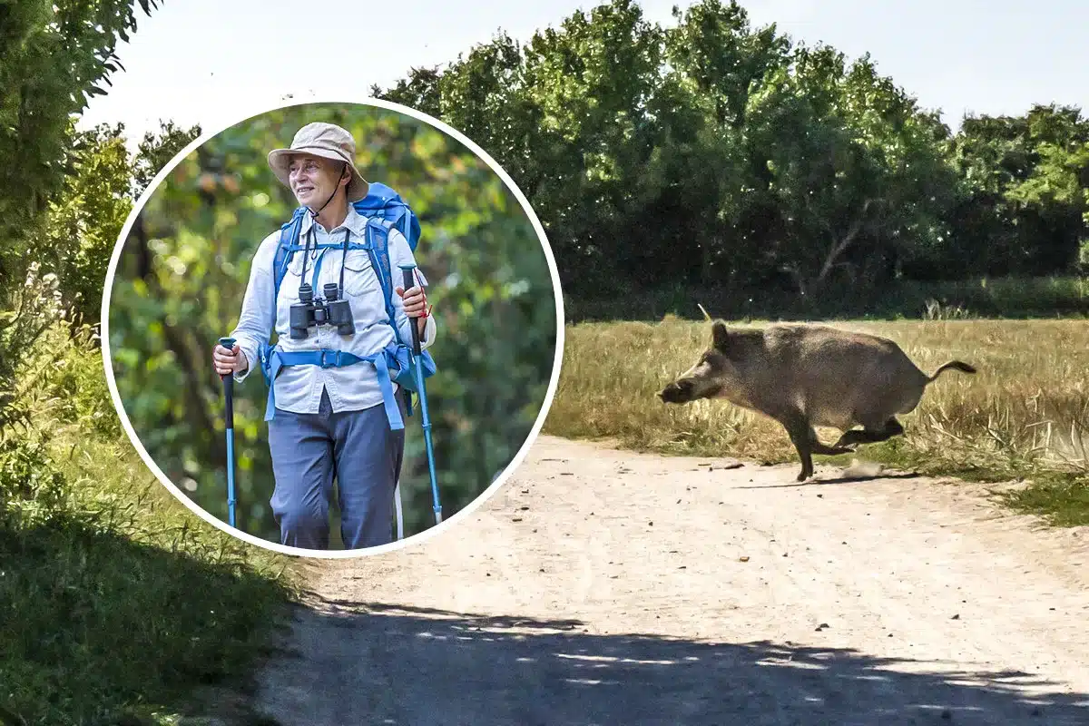 Senderista herido ataque jabalí