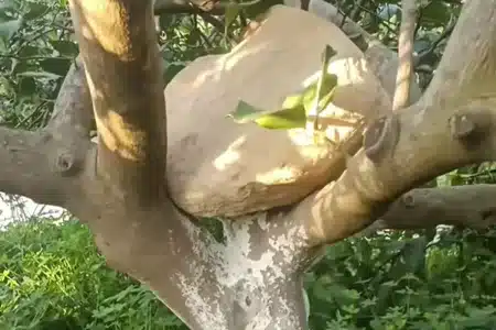 truco agricultores piedra árbol