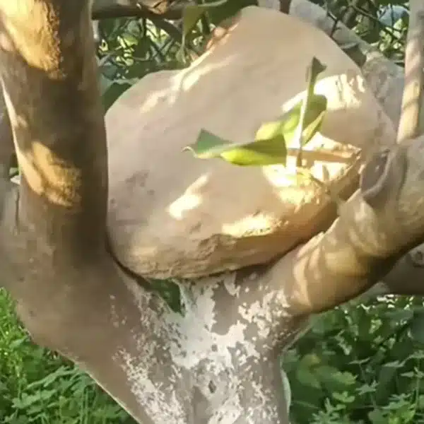 truco agricultores piedra árbol