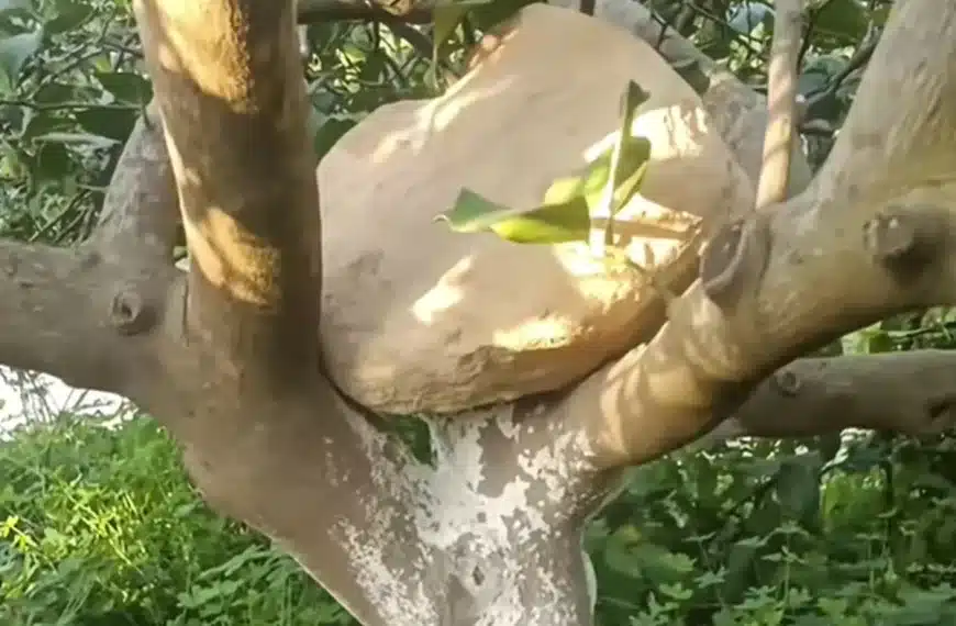 truco agricultores piedra árbol