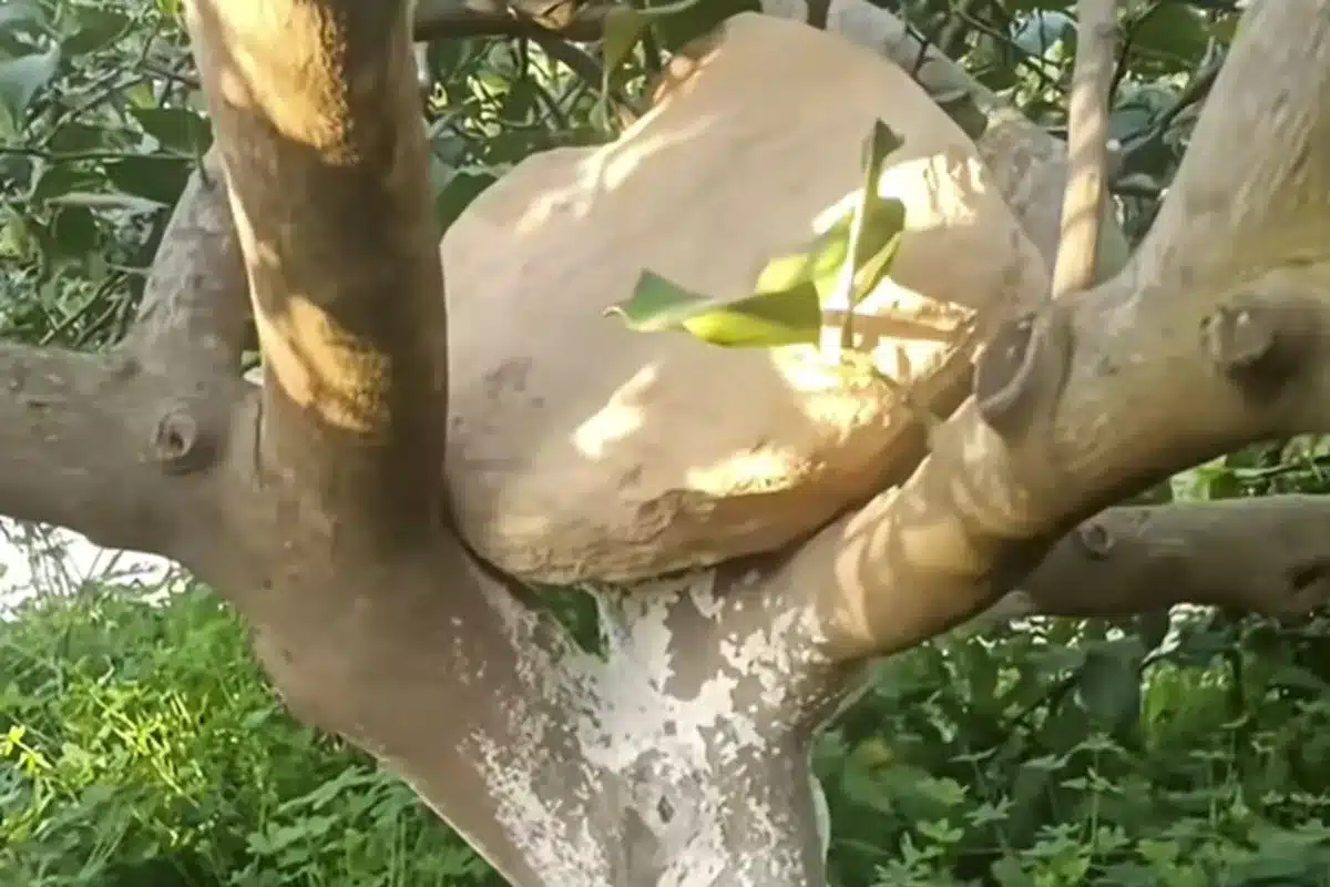 truco agricultores piedra árbol