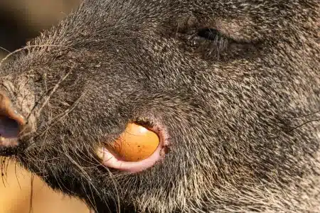 truco huevos jabalí