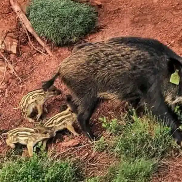 Una de las jabalinas vacunadas con la vacuna anticonceptiva animalista.