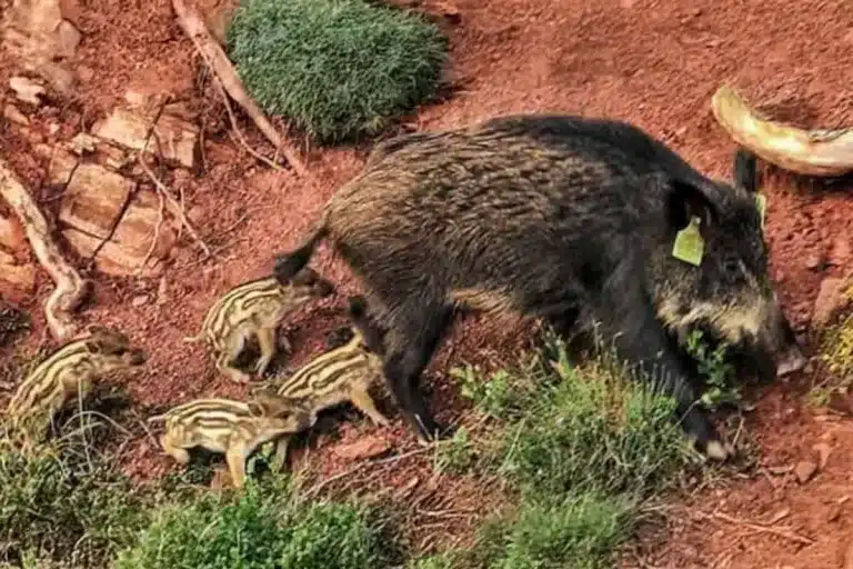 Una de las jabalinas vacunadas con la vacuna anticonceptiva animalista.