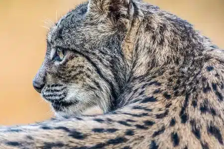 Zaragoza superdepredador suelta lince