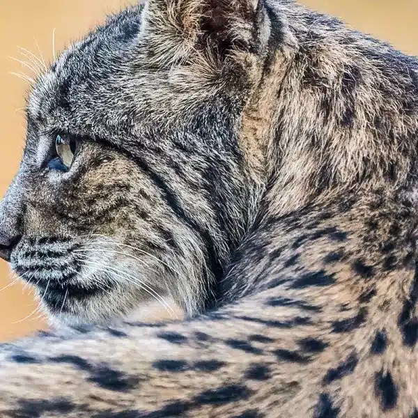 Zaragoza superdepredador suelta lince