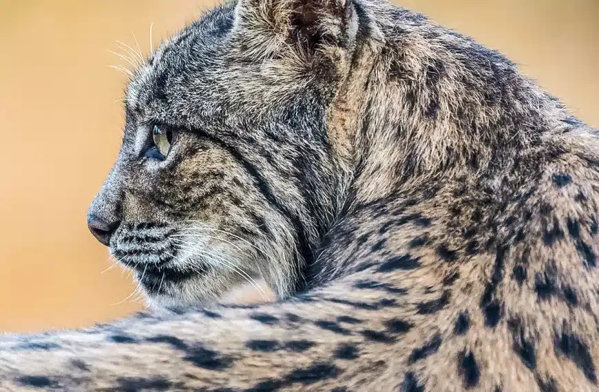 Zaragoza superdepredador suelta lince