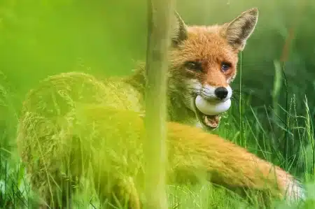 Un zorro con un huevo.