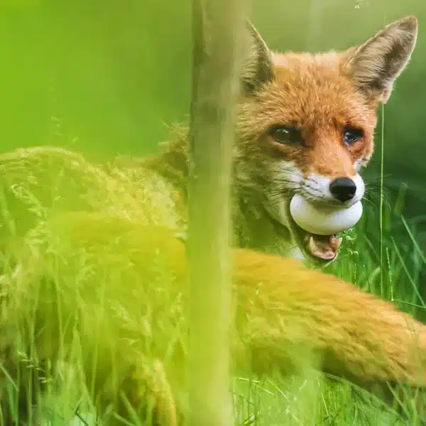 Un zorro con un huevo.