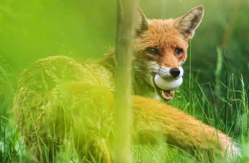 Un zorro con un huevo.