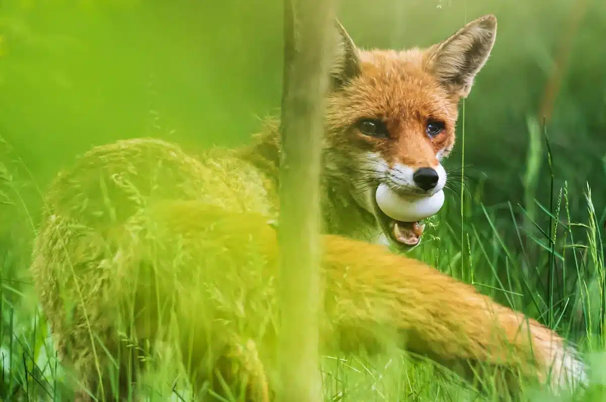 Un zorro con un huevo.
