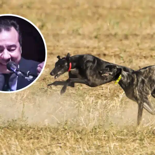 10 mandamientos del galguero de José León