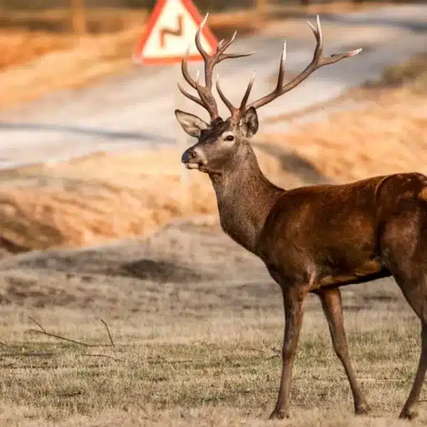 accidente ciervo