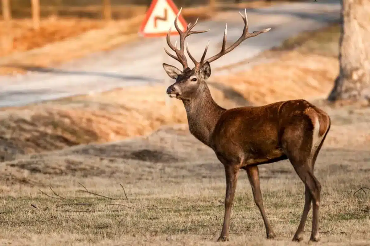 accidente ciervo