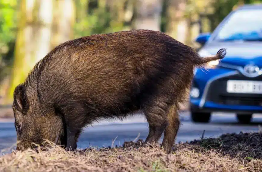 accidente jabalí
