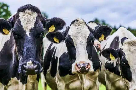 anticuerpos gripe aviar vaca lechera