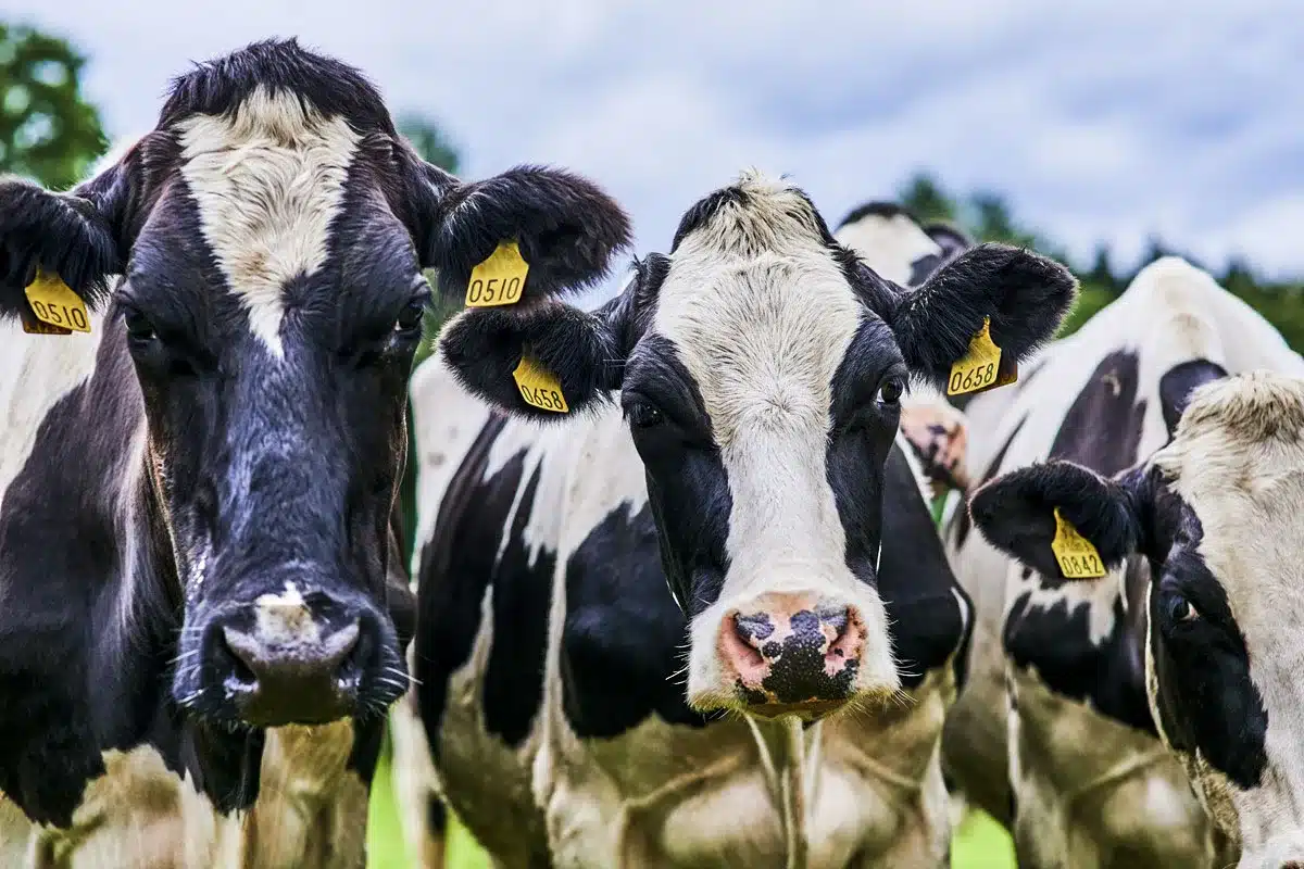 anticuerpos gripe aviar vaca lechera