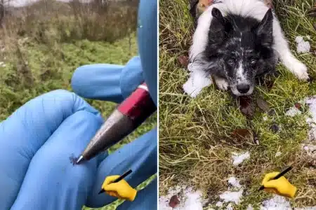 Border collie busca bolígrafo campo