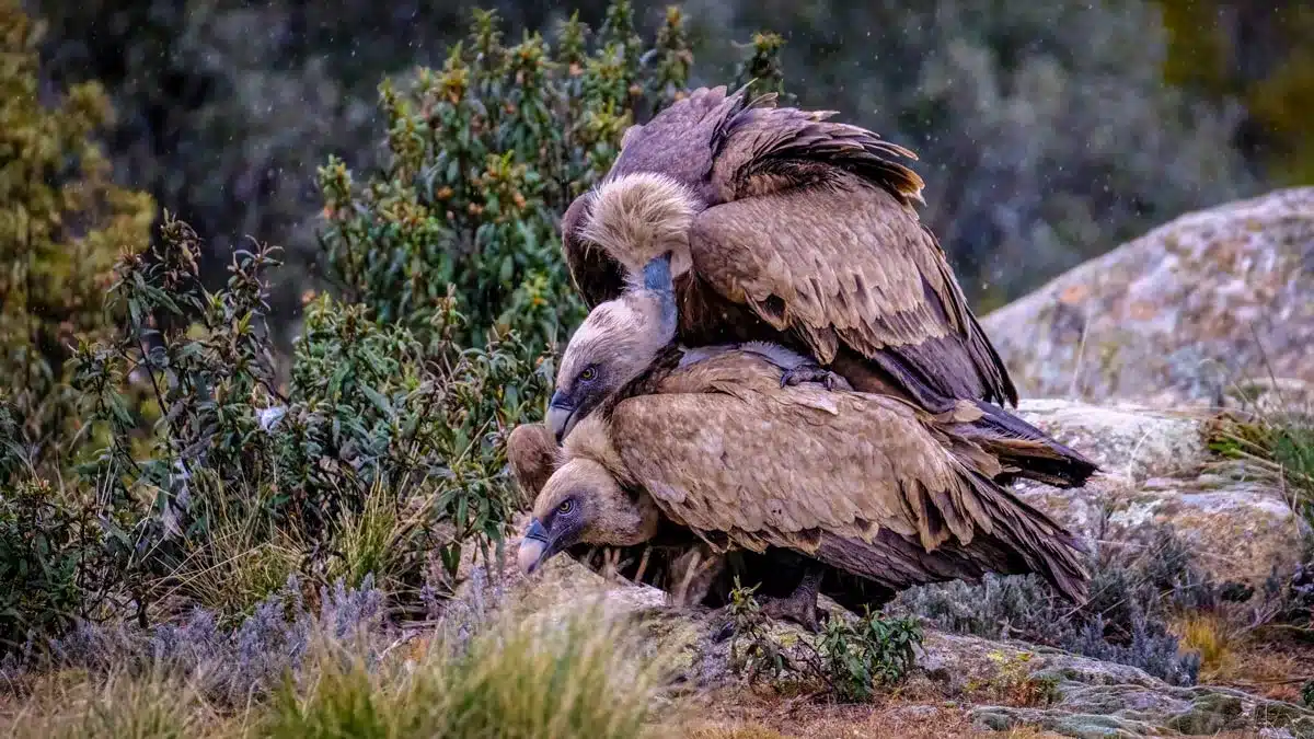 Pareja de buitres en época de cría. 