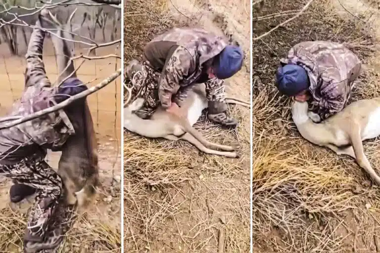 cazador salva ciervo vallado