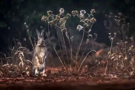 Cazar conejos de noche Castilla-La Mancha