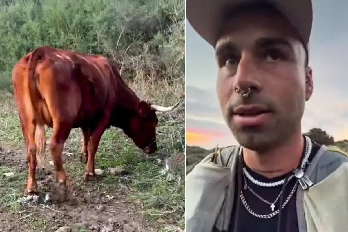 El ciclista pasando junto a la vaca